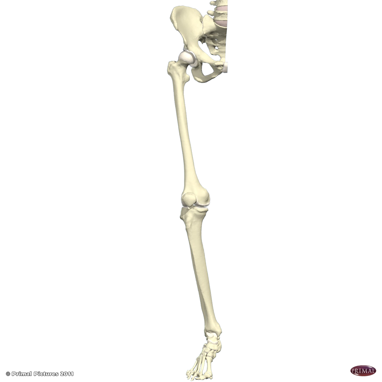 Bones Of Lower Limb Functional Synergy